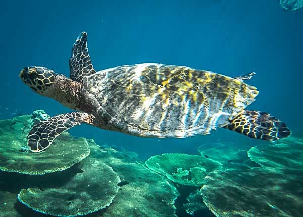 Underwater reef scene in the Maldives