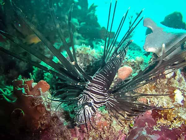 Snorkeller exploring a coral reef in the Maldives near the NOAH boat