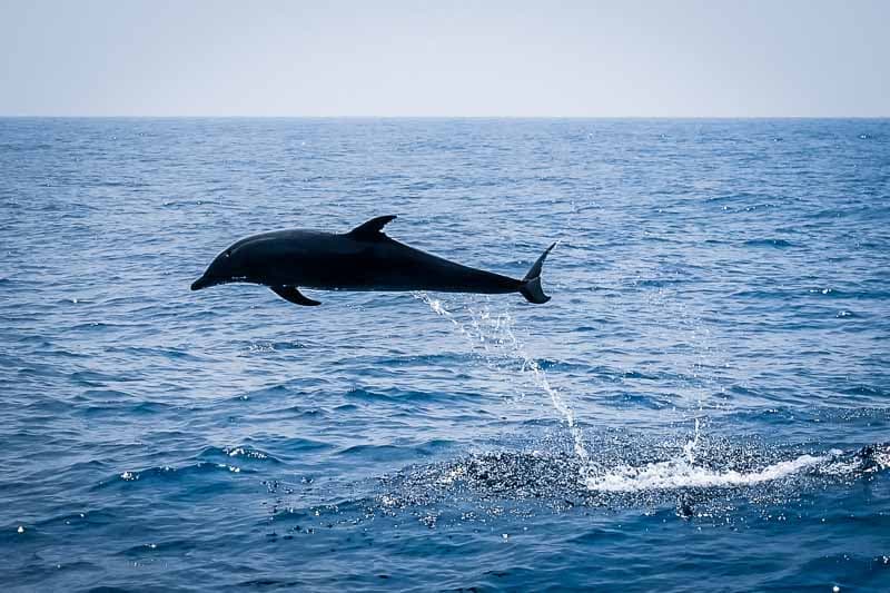 Dolphin leaping clear of the water beside the NOAH safari boat